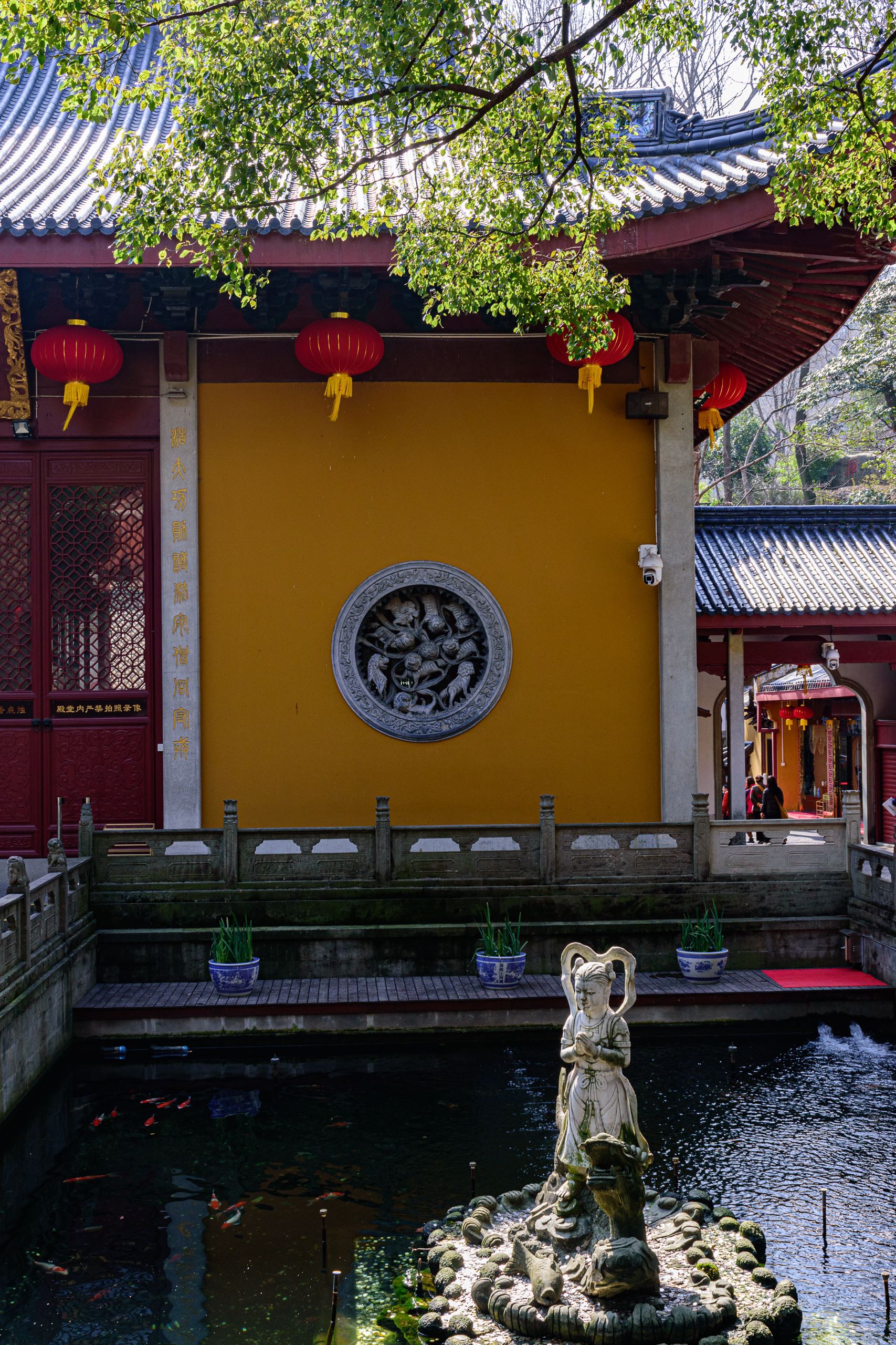 花界顶流法喜寺500岁玉兰花盛放