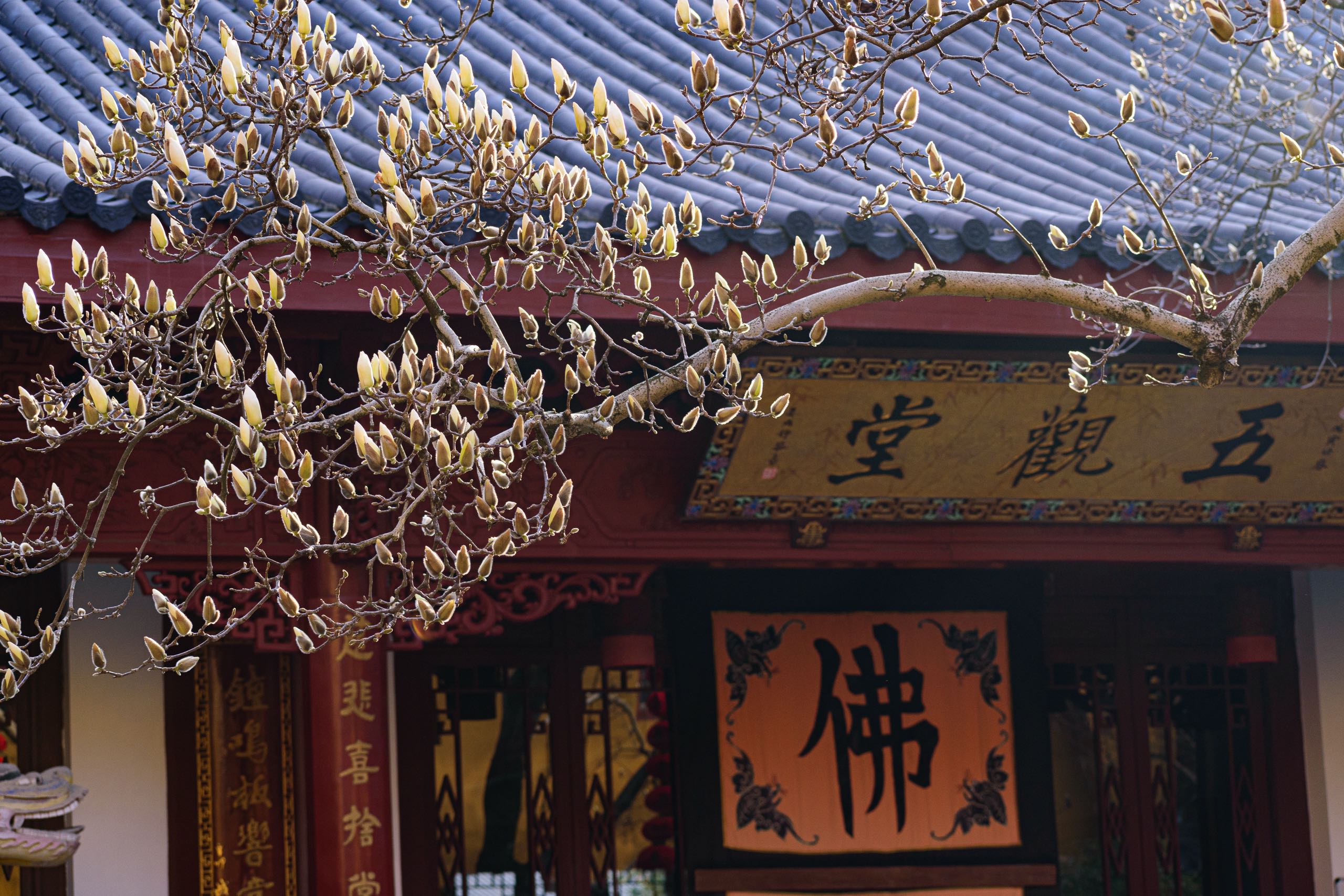 花界顶流法喜寺500岁玉兰花盛放